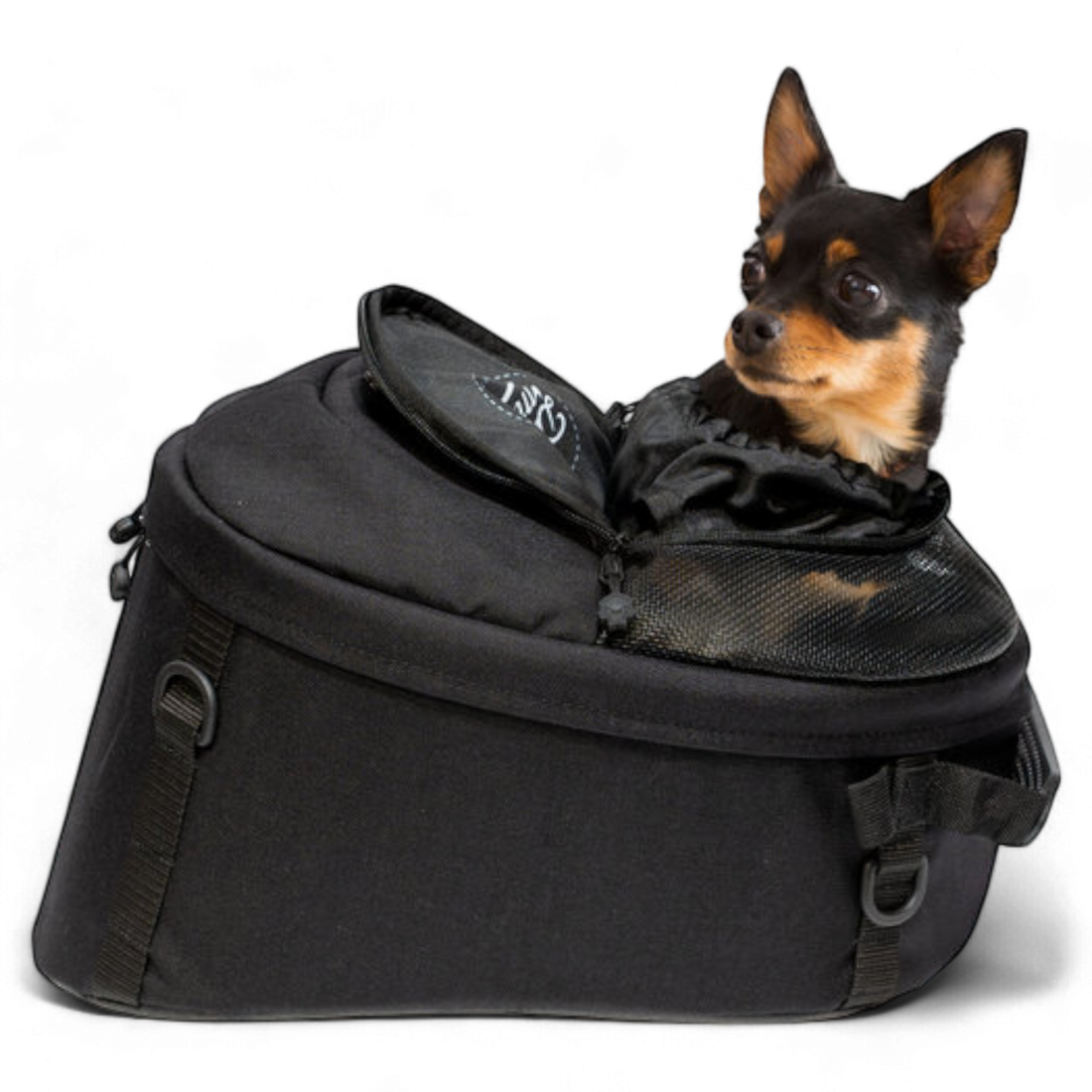 Moottoripyöräily ja pienet koirat – Matkakaverit, jotka pärjää!